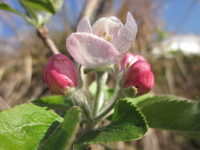 e0181260_20282560.jpg
