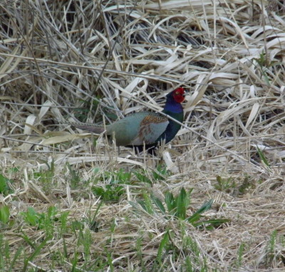 c0122670_15142768.jpg