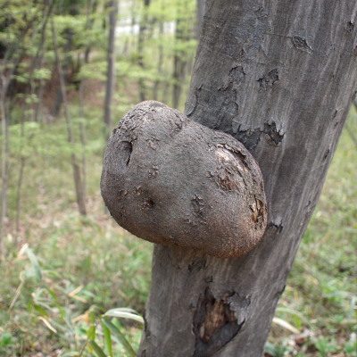 c0122670_15154149.jpg