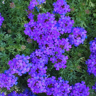 c0122670_1516040.jpg