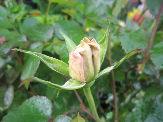 c0202870_8561425.jpg