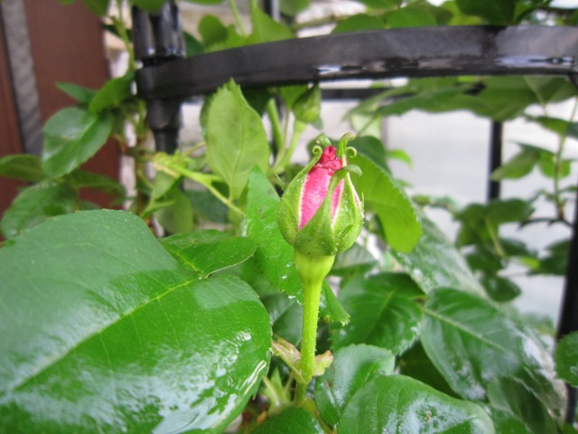 c0202870_8571477.jpg