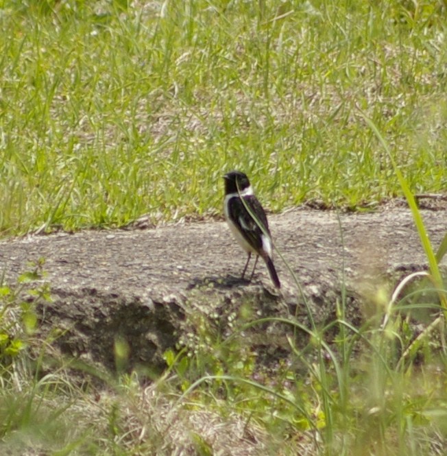 e0197884_19404431.jpg