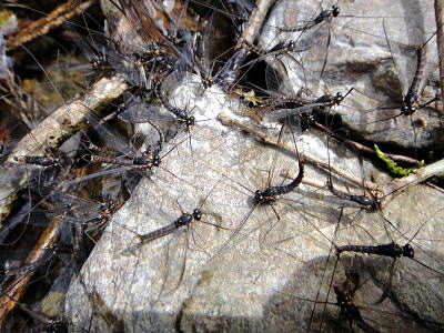 f0141392_8101598.jpg