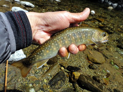 f0141392_851739.jpg