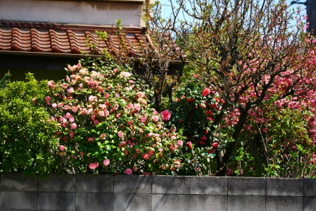 d0133693_11314129.jpg