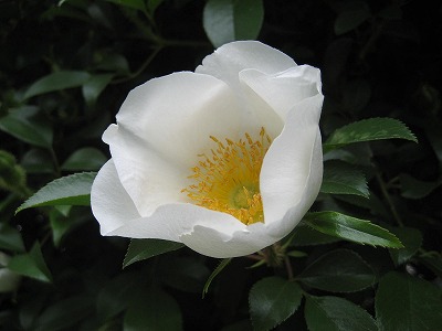 f0139520_17272542.jpg