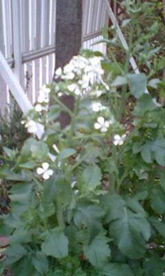 a0008622_16361214.jpg