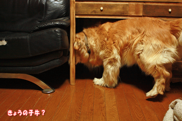 f0203423_20291490.gif