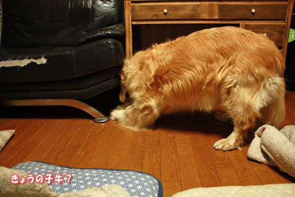 f0203423_20295186.gif