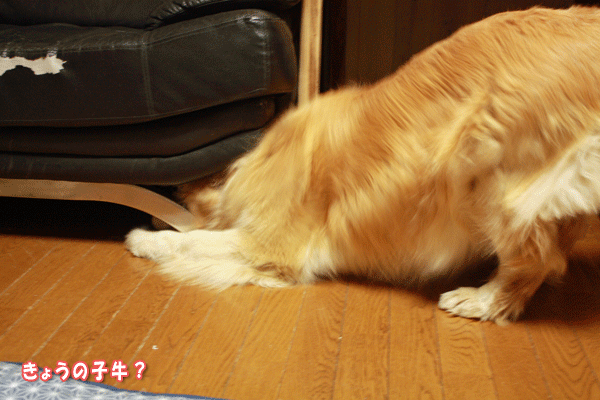 f0203423_20302483.gif