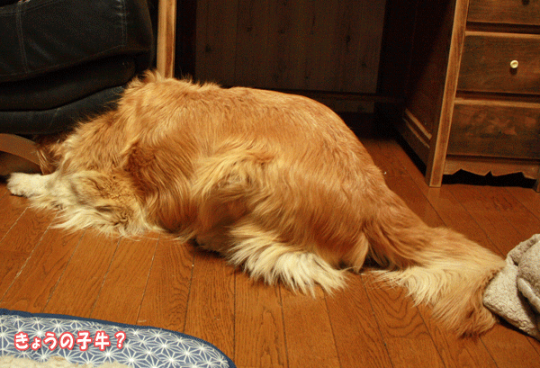f0203423_20304275.gif