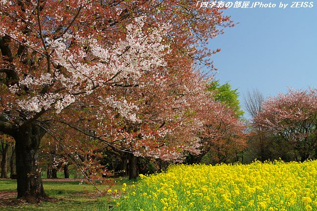 a0195032_22473669.jpg