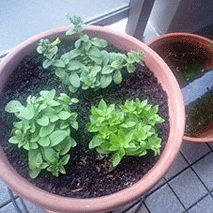 d0048332_10523521.gif