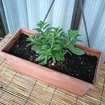 d0048332_10524876.gif