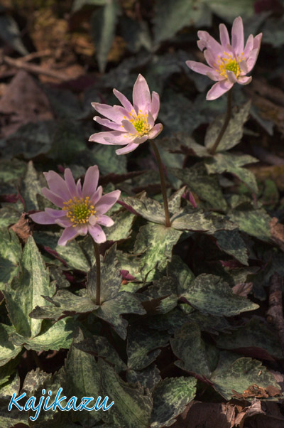 a0166940_084275.jpg