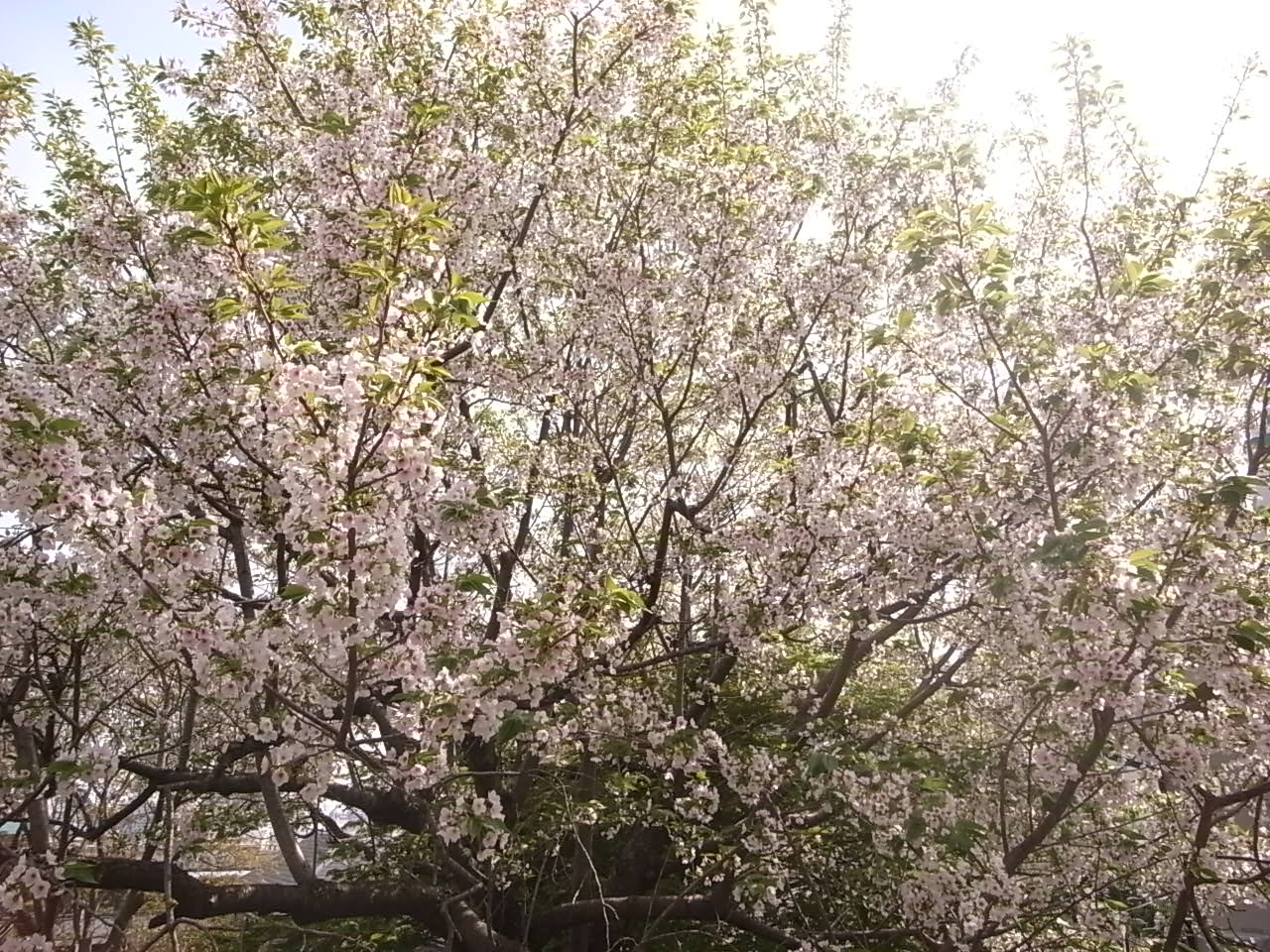b0133843_19242773.jpg