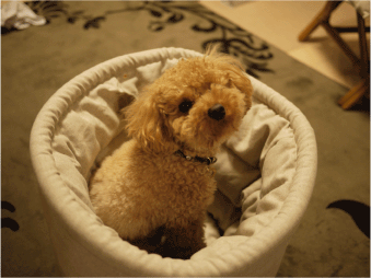 b0182846_15543984.gif
