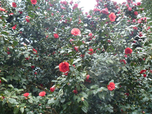 d0231858_6451072.jpg