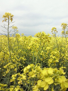 d0161575_16535486.jpg