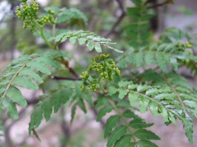 f0039281_21394713.jpg