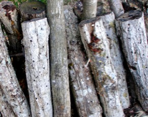 c0151898_2043210.jpg
