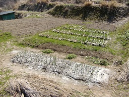 c0187298_1710714.jpg