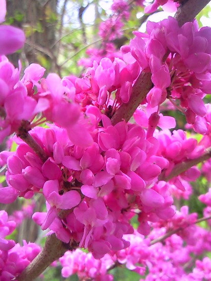 a0097006_22471163.jpg
