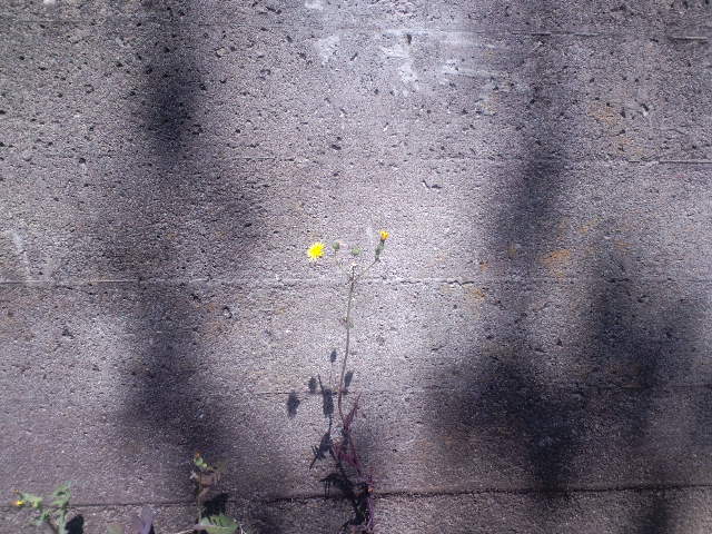 a0088007_2333307.jpg