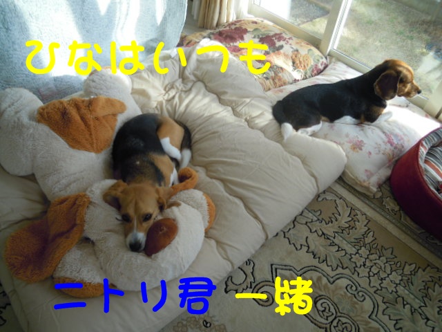 c0166622_1129415.jpg