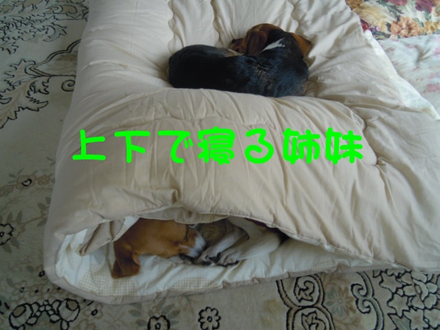 c0166622_11342225.jpg