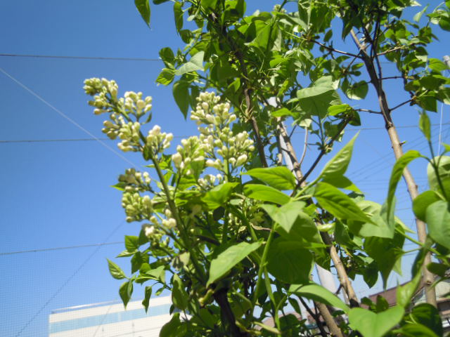 c0166622_1134913.jpg