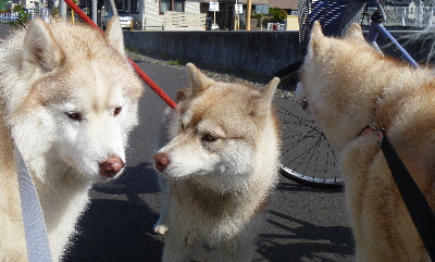 e0121548_15403433.jpg