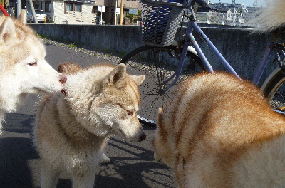 e0121548_155055.jpg