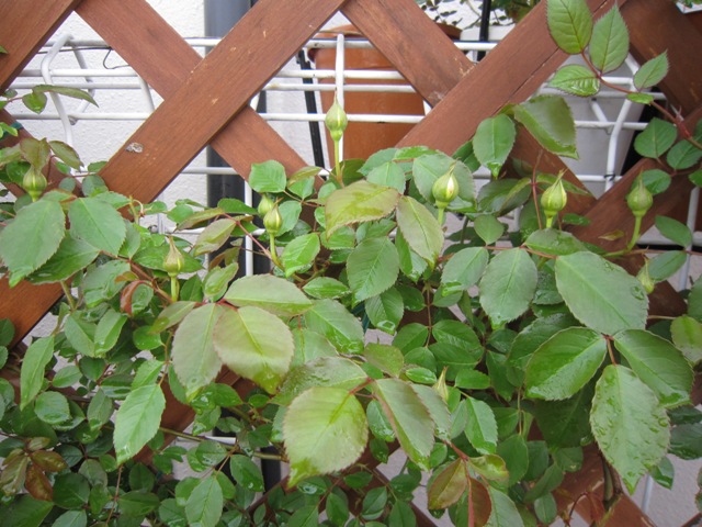 c0202870_9104539.jpg