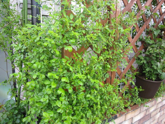 c0202870_9291693.jpg