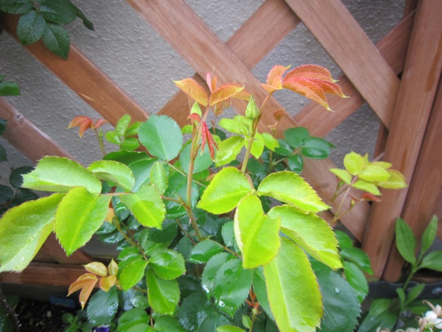 c0202870_96187.jpg