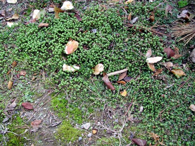 f0003174_11504854.jpg