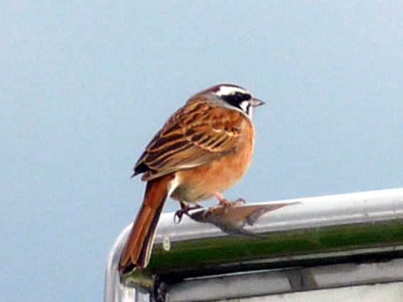 c0125283_1163923.jpg