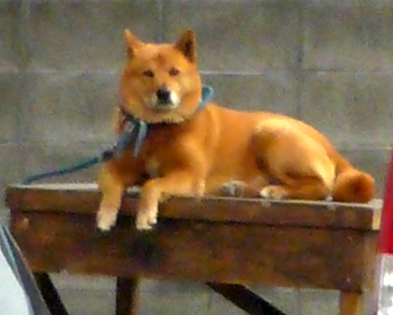 c0125283_1183022.jpg