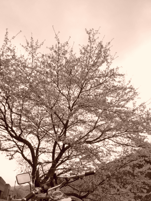 d0179983_16485170.gif