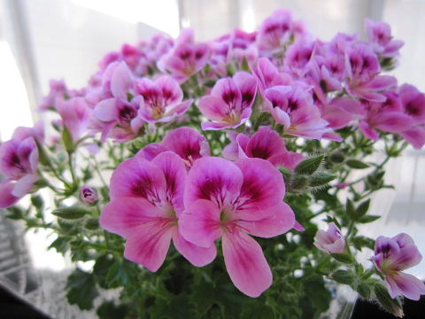 b0104592_15154785.jpg