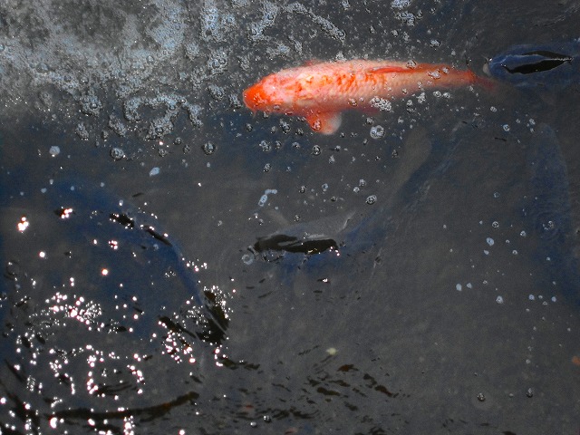 e0202393_733898.jpg