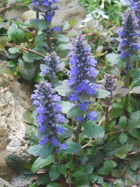 e0025300_2050507.jpg