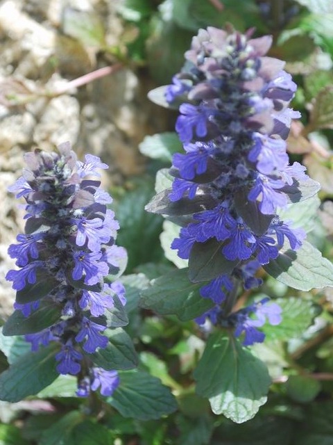 e0025300_20512157.jpg