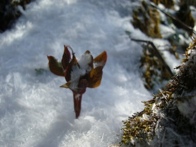 f0193521_12131715.jpg