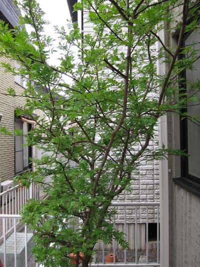 f0147025_15452887.jpg
