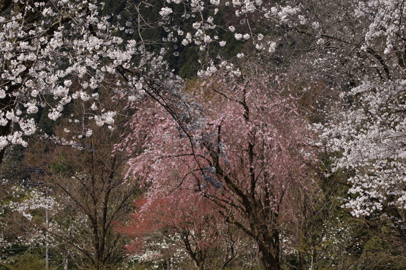 b0177233_52105.jpg
