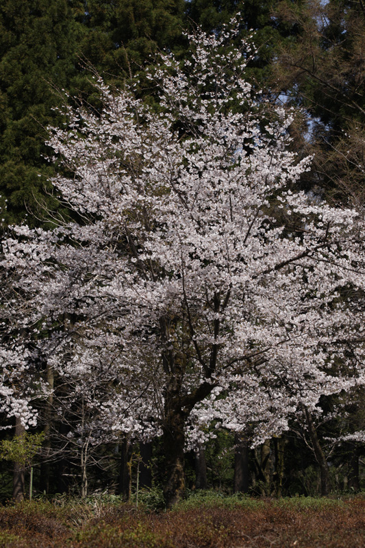 b0177233_522319.jpg