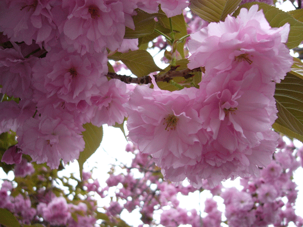 c0225153_18413965.gif